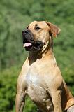 BOERBULL 087